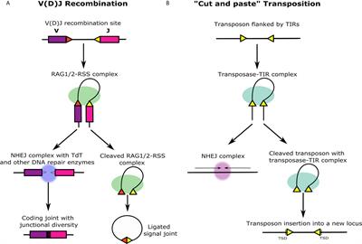 Frontiers | Guardian Of The Genome: An Alternative RAG/Transib Co ...